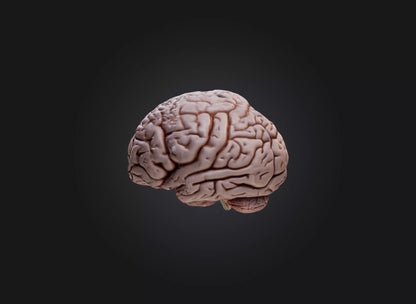 3D model brain VR / AR / low-poly