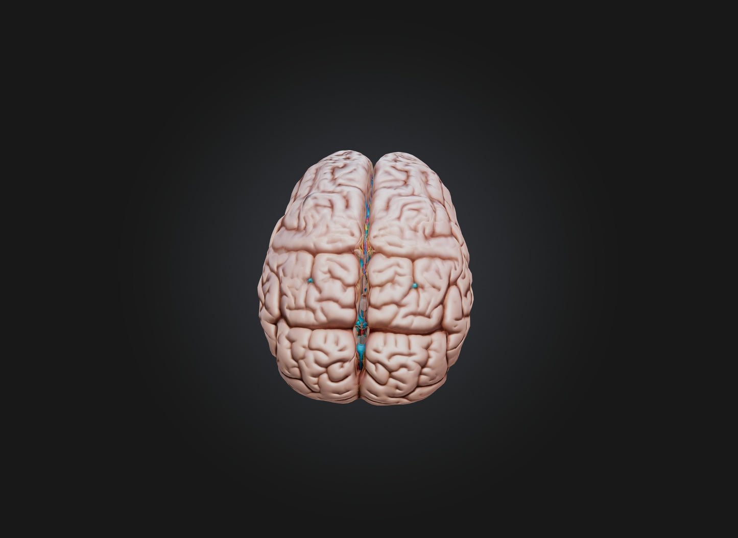 3D model brain VR / AR / low-poly