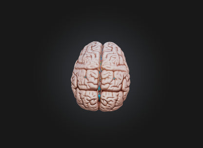 3D model brain VR / AR / low-poly