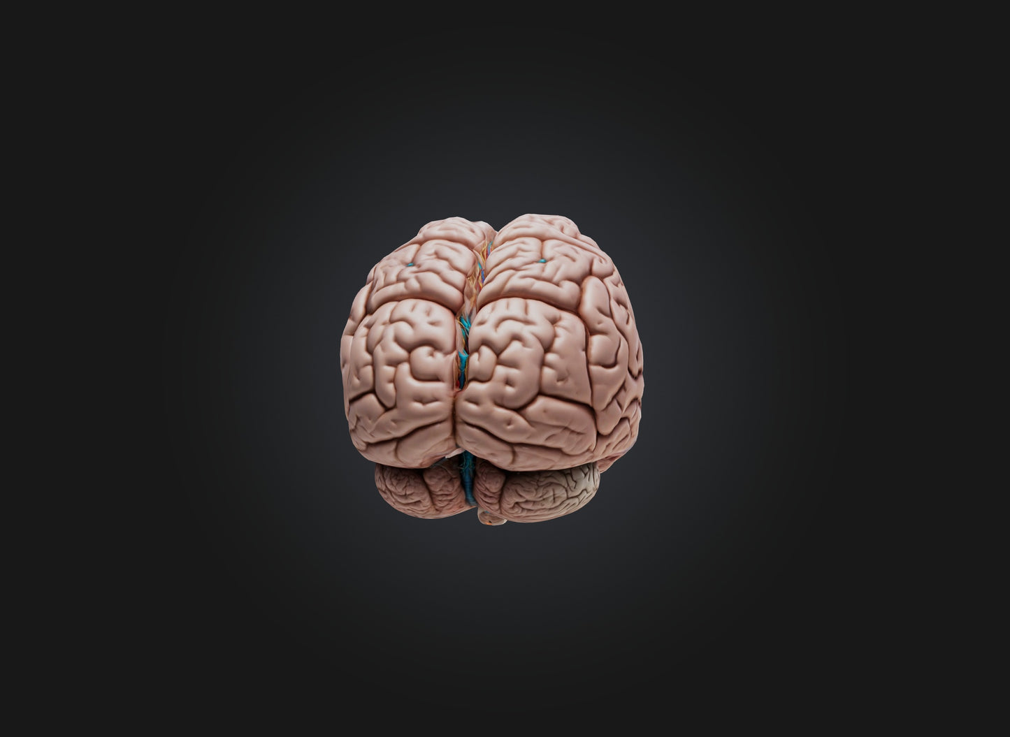 3D model brain VR / AR / low-poly