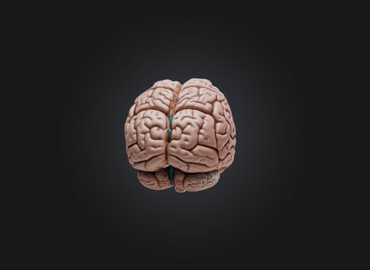 3D model brain VR / AR / low-poly
