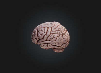 3D model brain VR / AR / low-poly