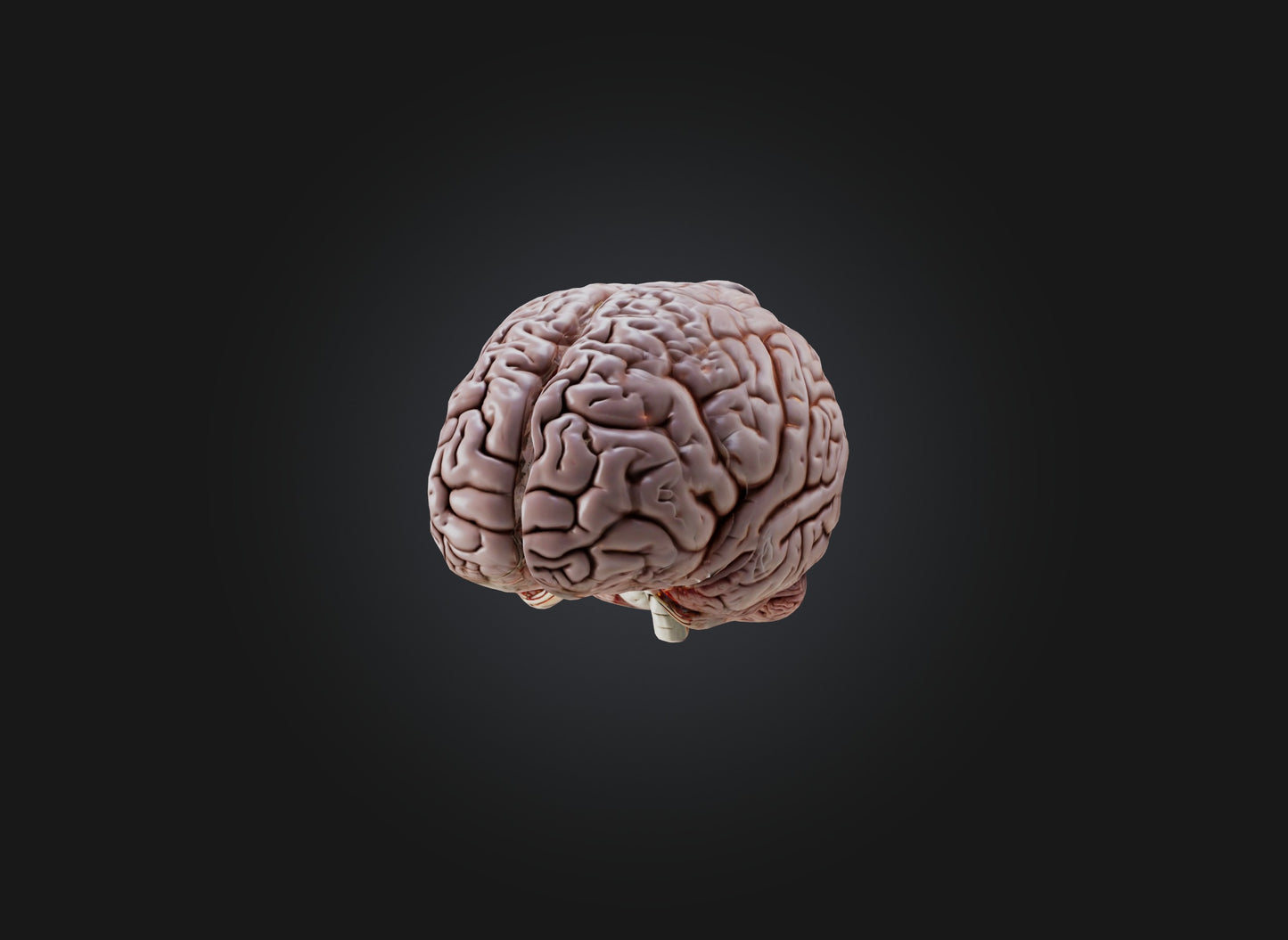 3D model brain VR / AR / low-poly