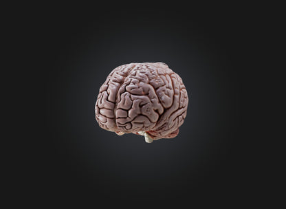 3D model brain VR / AR / low-poly