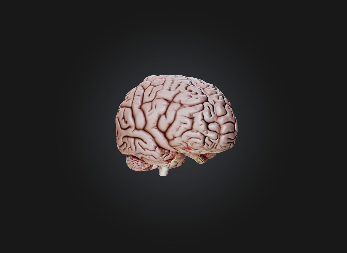 3D model brain VR / AR / low-poly