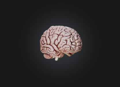 3D model brain VR / AR / low-poly