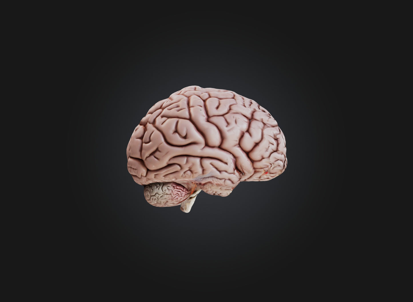 3D model brain VR / AR / low-poly