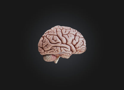 3D model brain VR / AR / low-poly