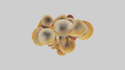 3D model Branching Fungi Sculpture model VR / AR / low-poly