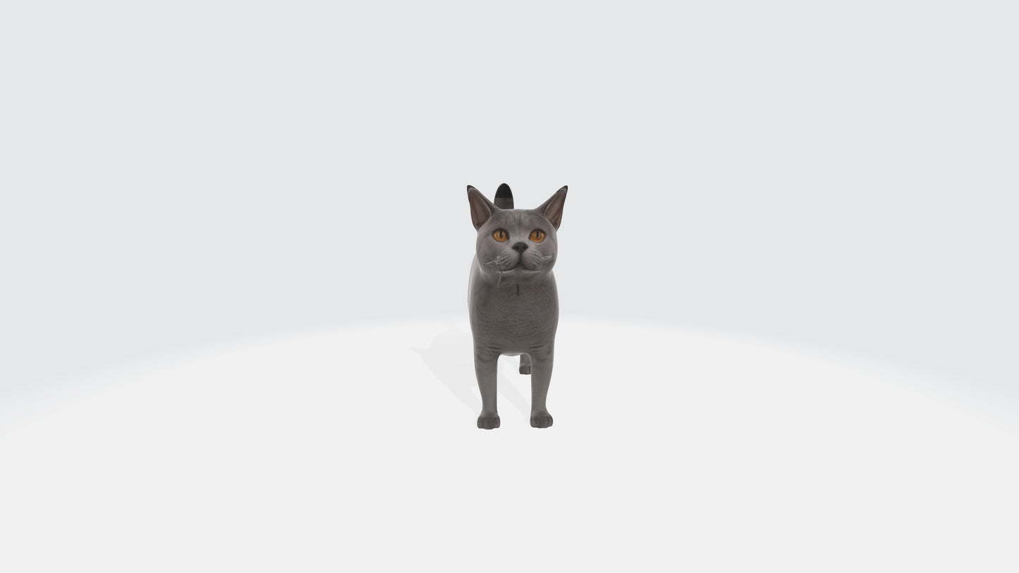 British Shorthair Fat Cat Model Animated and Rigged 3D model animated rigged