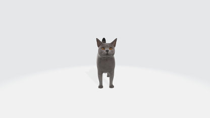 British Shorthair Fat Cat Model Animated and Rigged 3D model animated rigged