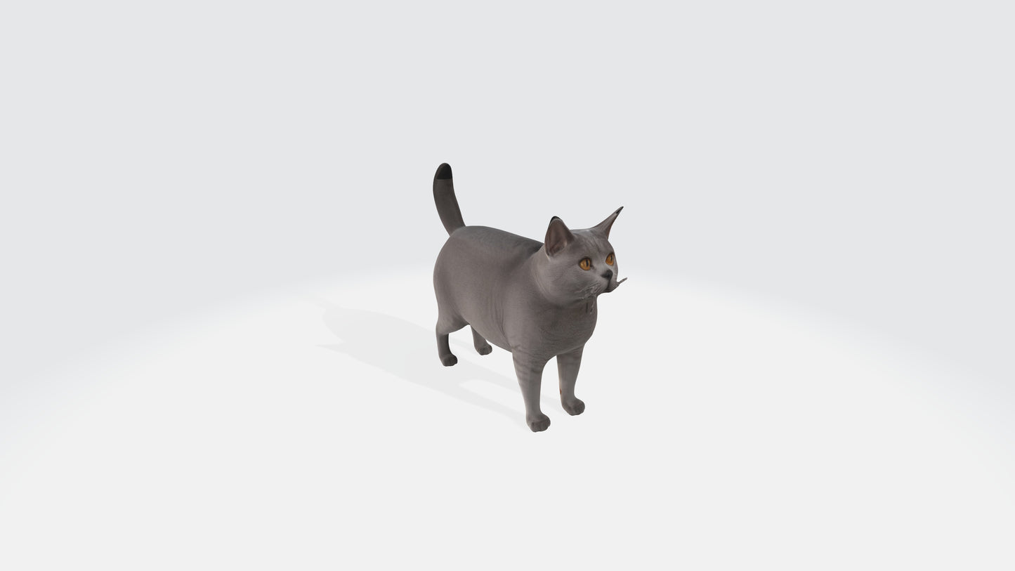 British Shorthair Fat Cat Model Animated and Rigged 3D model animated rigged