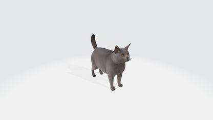 British Shorthair Fat Cat Model Animated and Rigged 3D model animated rigged