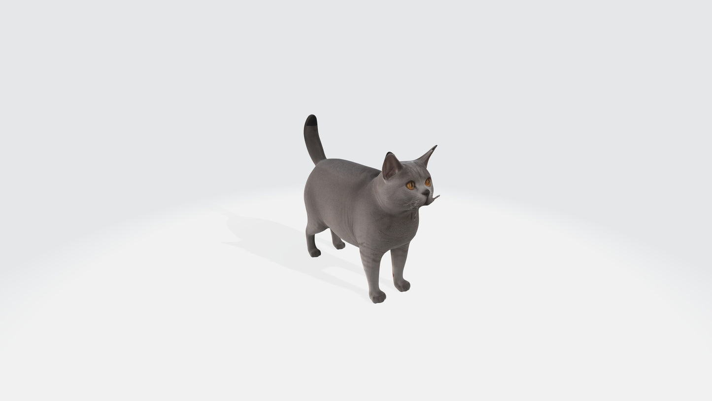 British Shorthair Fat Cat Model Animated and Rigged 3D model animated rigged