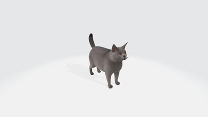 British Shorthair Fat Cat Model Animated and Rigged 3D model animated rigged