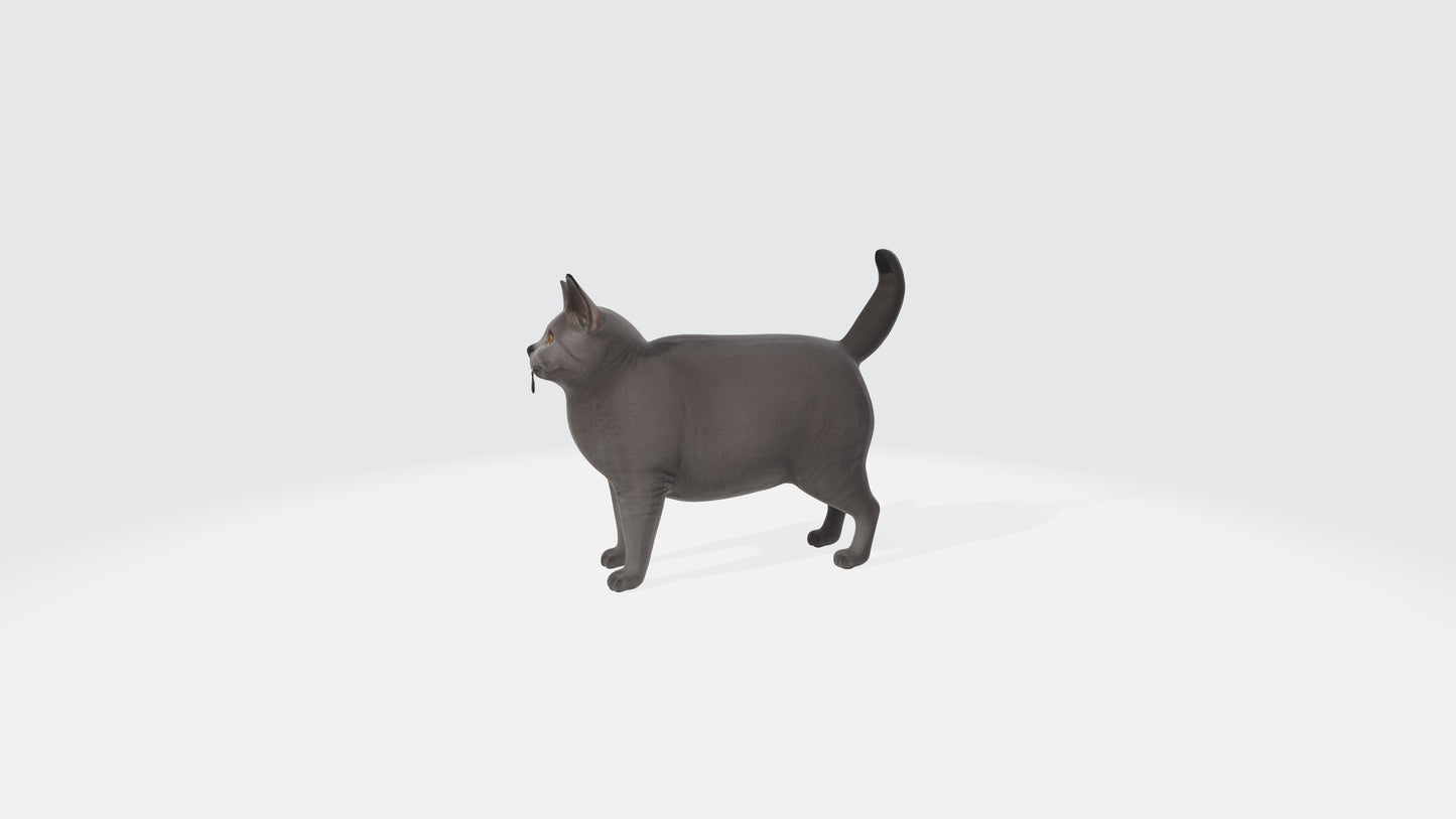 British Shorthair Fat Cat Model Animated and Rigged 3D model animated rigged