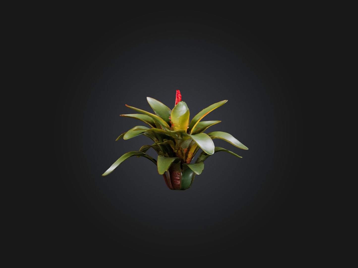 3D model Bromeliad Model VR / AR / low-poly