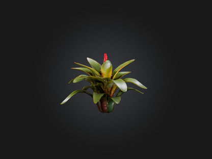 3D model Bromeliad Model VR / AR / low-poly