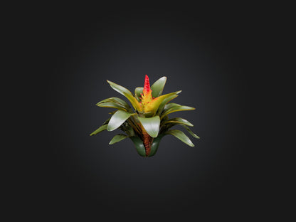 3D model Bromeliad Model VR / AR / low-poly