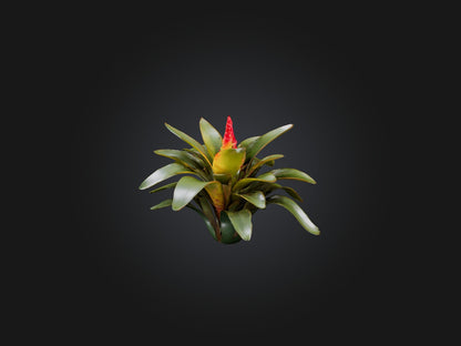 3D model Bromeliad Model VR / AR / low-poly
