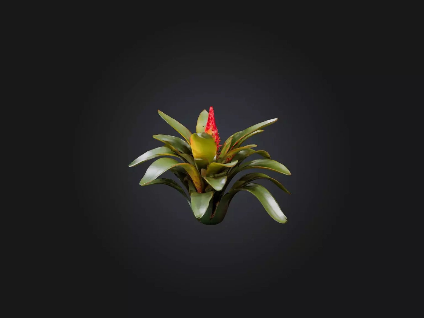 3D model Bromeliad Model VR / AR / low-poly