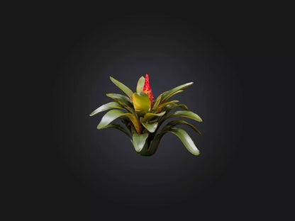 3D model Bromeliad Model VR / AR / low-poly