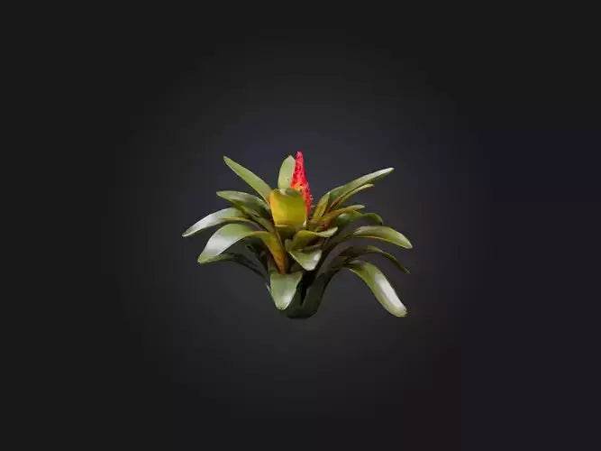 3D model Bromeliad Model VR / AR / low-poly