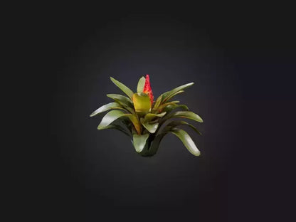 3D model Bromeliad Model VR / AR / low-poly