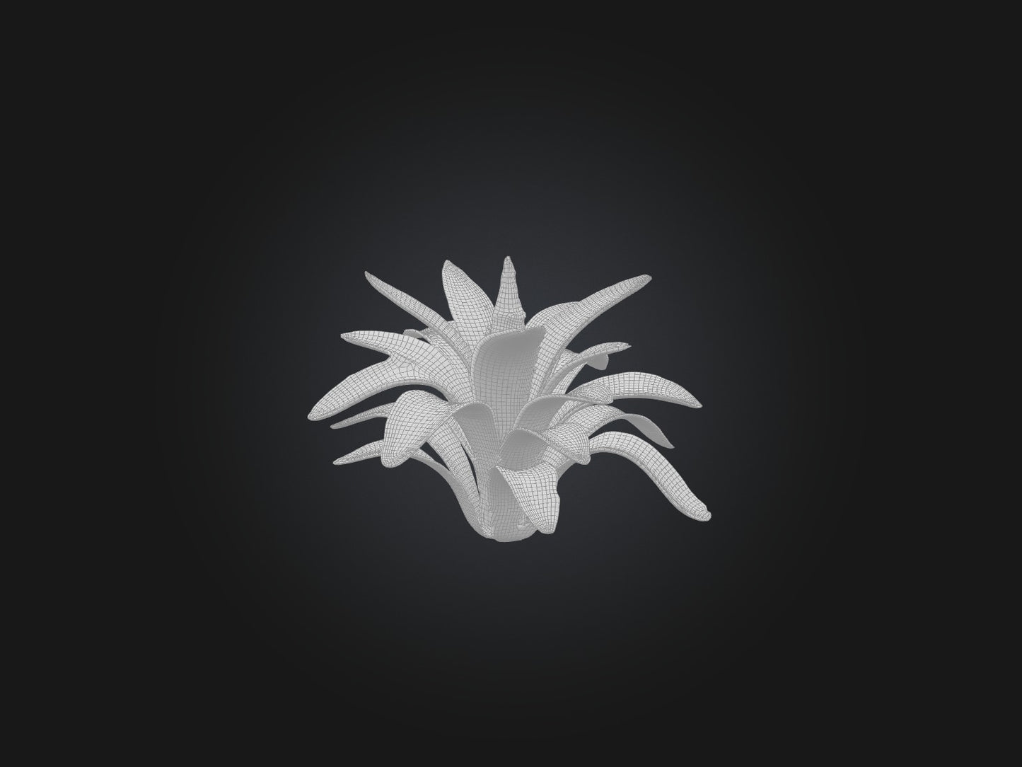 3D model Bromeliad Model VR / AR / low-poly