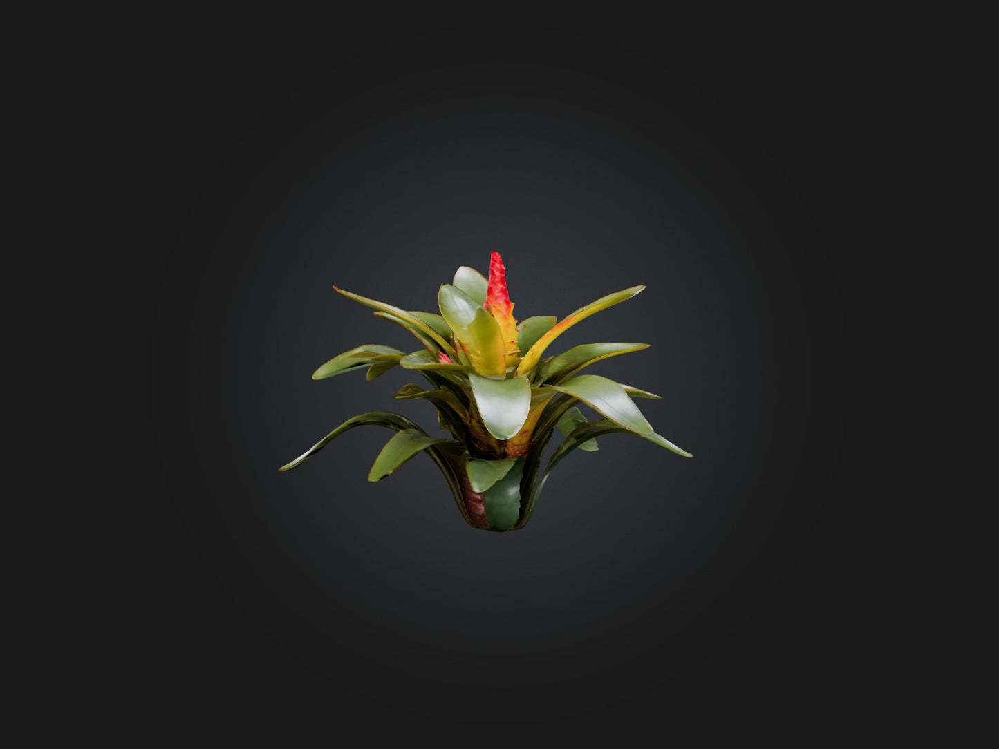 3D model Bromeliad Model VR / AR / low-poly