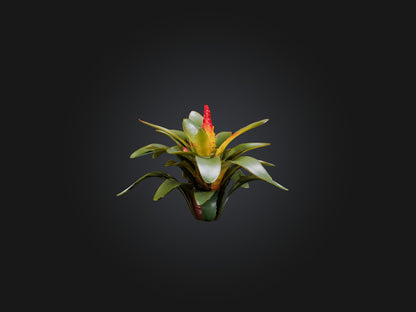 3D model Bromeliad Model VR / AR / low-poly
