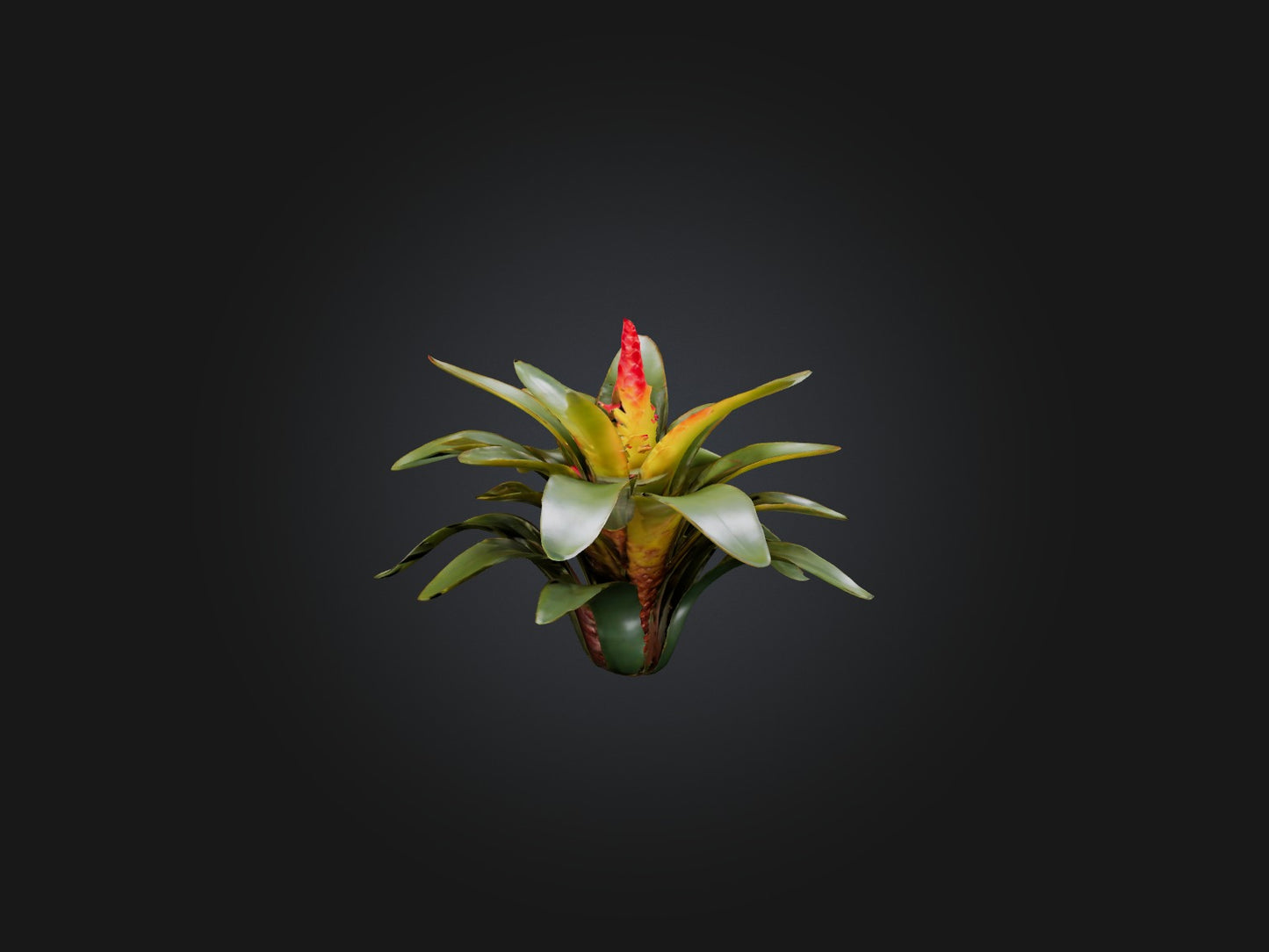 3D model Bromeliad Model VR / AR / low-poly