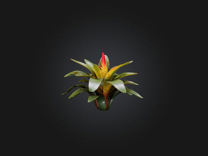 3D model Bromeliad Model VR / AR / low-poly