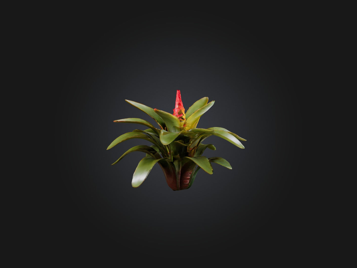 3D model Bromeliad Model VR / AR / low-poly