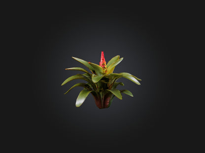 3D model Bromeliad Model VR / AR / low-poly