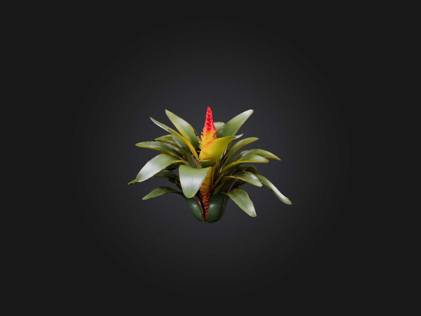 3D model Bromeliad Model VR / AR / low-poly