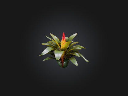 3D model Bromeliad Model VR / AR / low-poly
