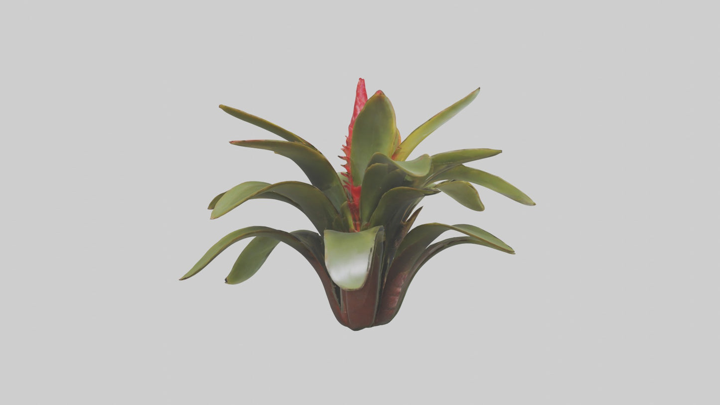 3D model Bromeliad Model VR / AR / low-poly