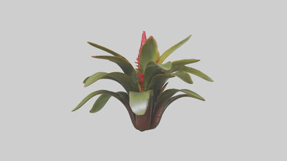 3D model Bromeliad Model VR / AR / low-poly