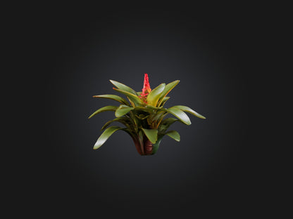 3D model Bromeliad Model VR / AR / low-poly