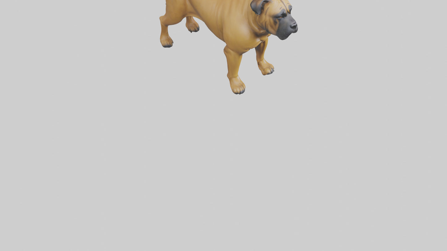 Bull Mastiff guarding model VR / AR / low-poly