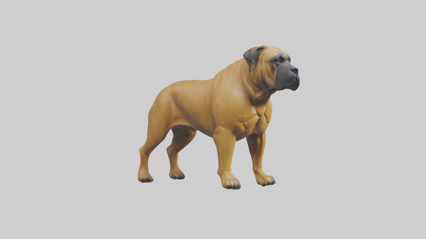 Bull Mastiff guarding model VR / AR / low-poly
