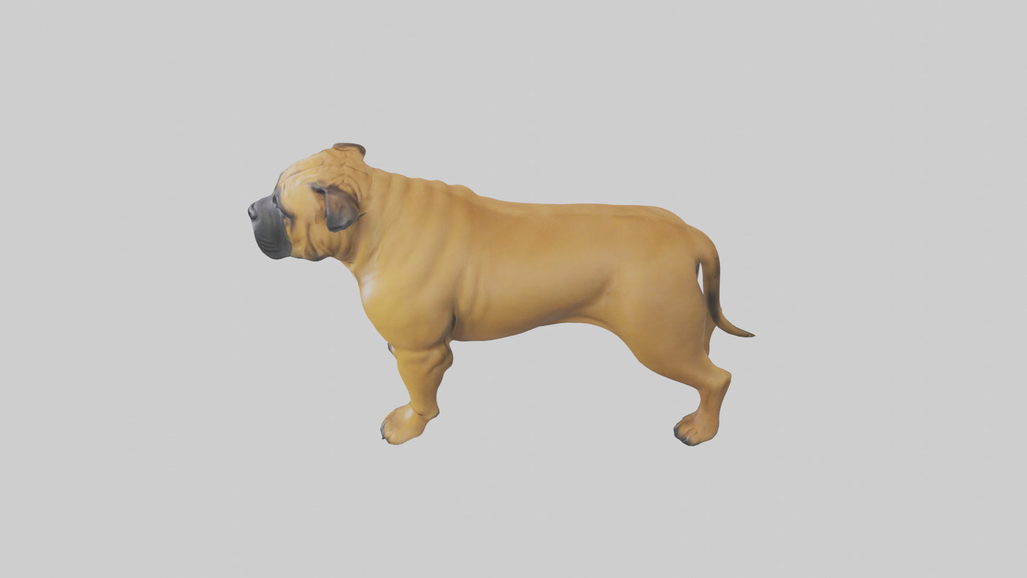 Bull Mastiff guarding model VR / AR / low-poly