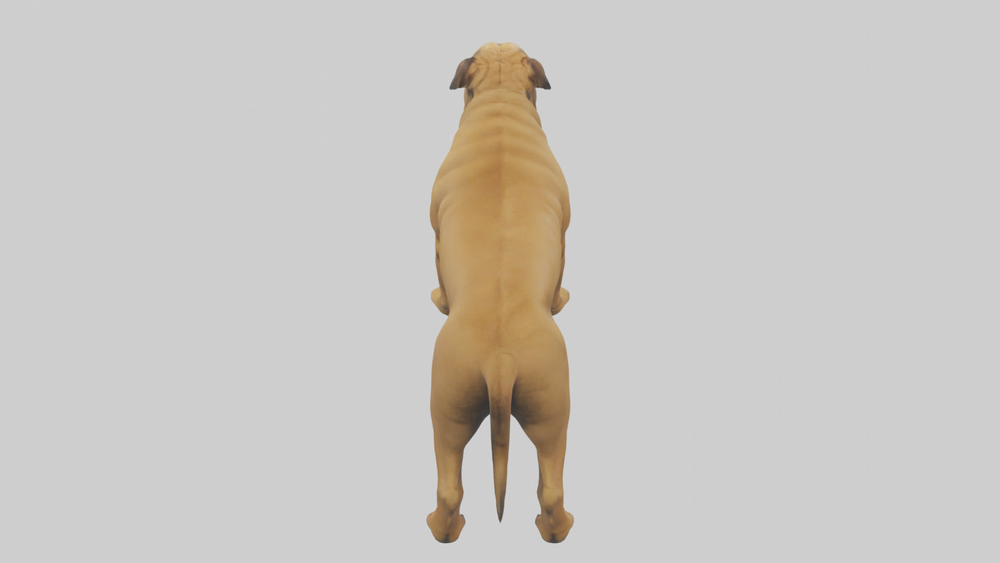 Bull Mastiff guarding model VR / AR / low-poly