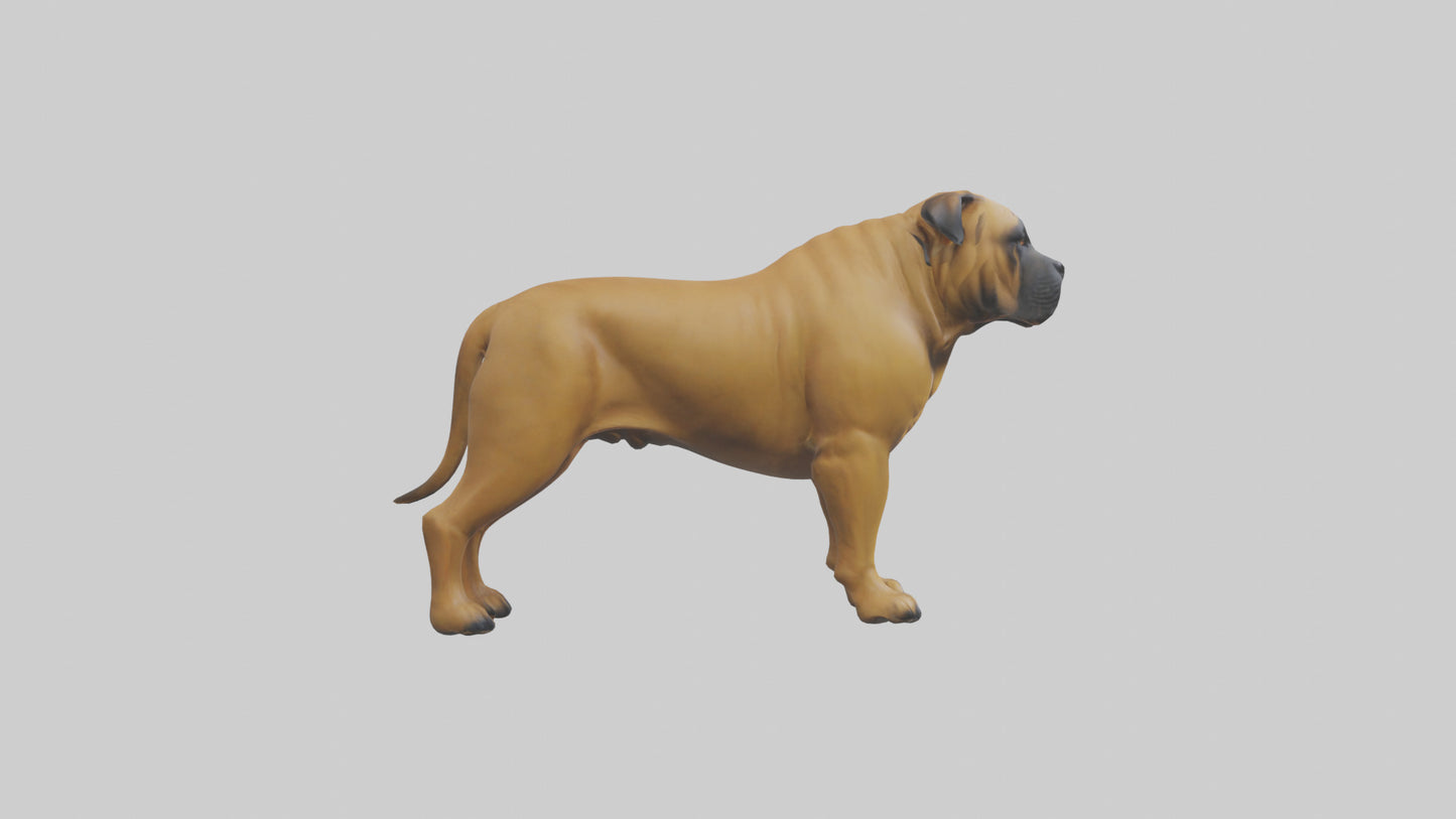 Bull Mastiff guarding model VR / AR / low-poly