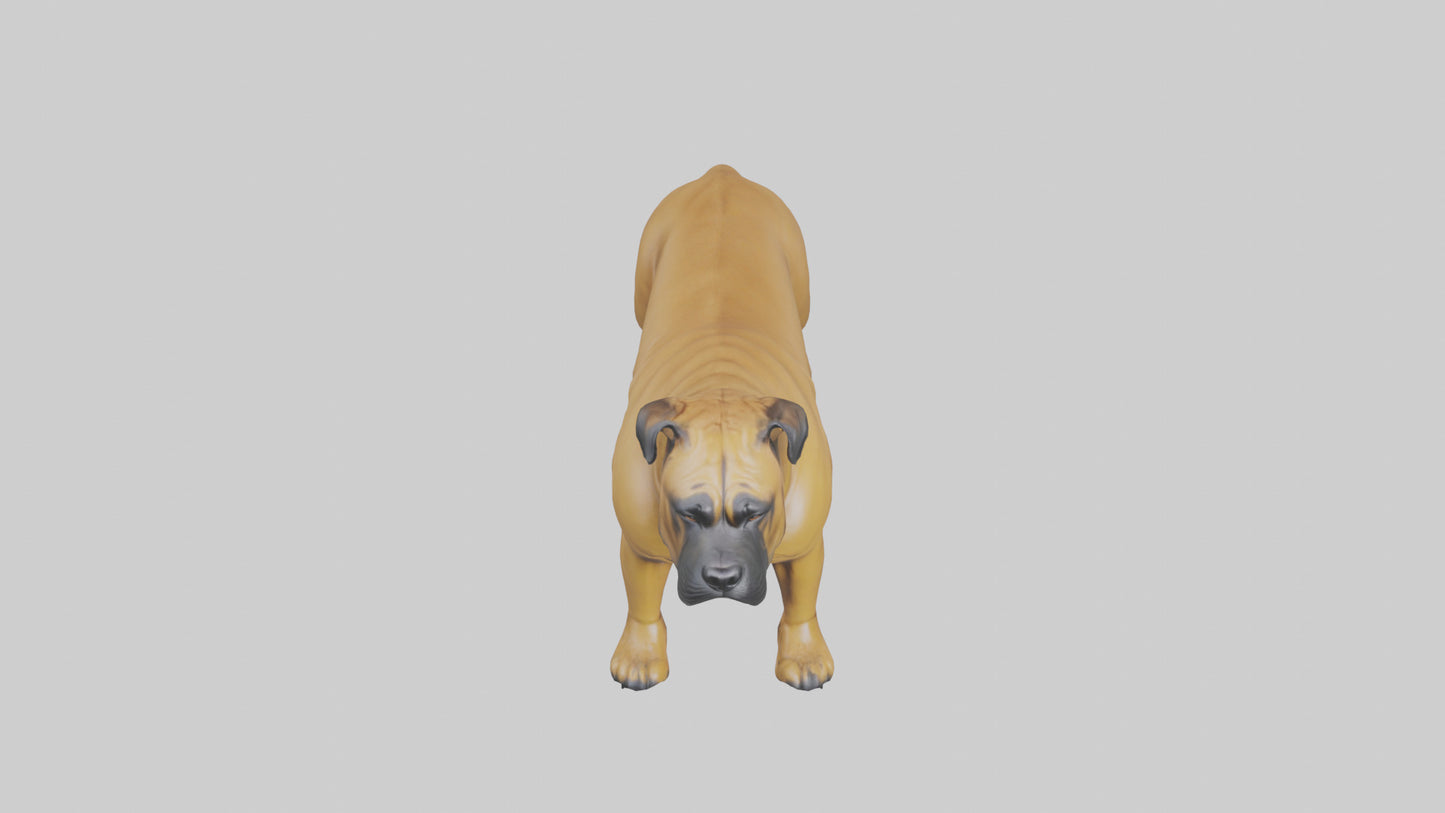 Bull Mastiff guarding model VR / AR / low-poly