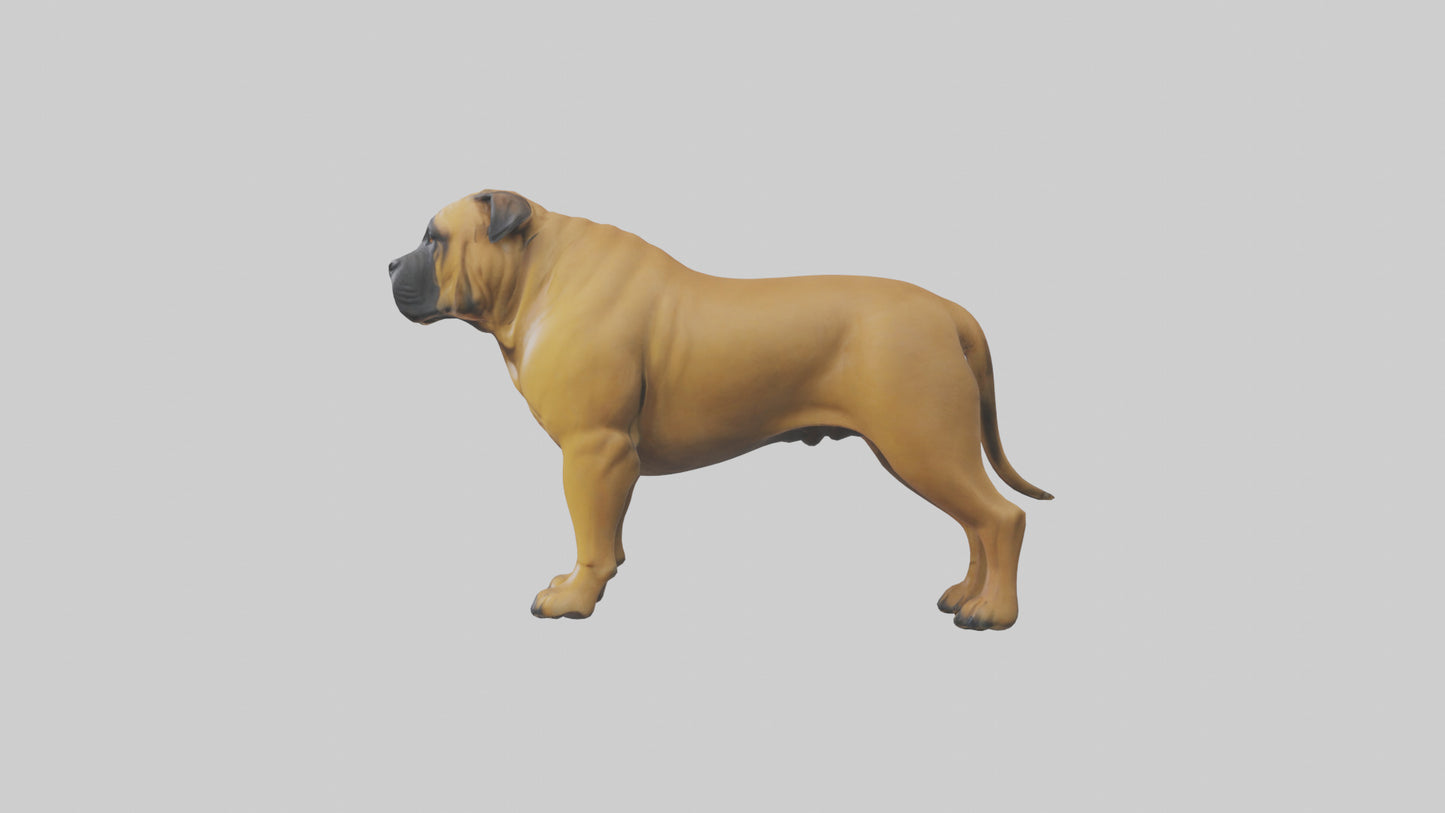 Bull Mastiff guarding model VR / AR / low-poly