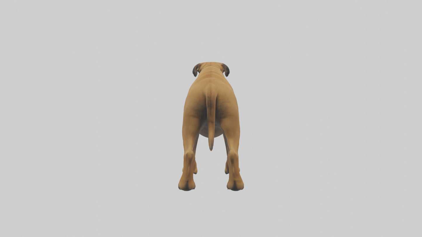Bull Mastiff guarding model VR / AR / low-poly