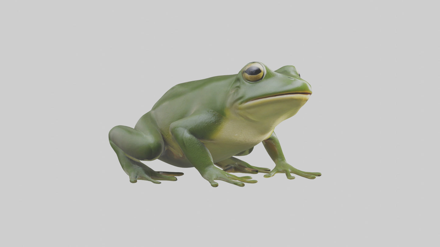 3D model Bullfrog croaking model VR / AR / low-poly