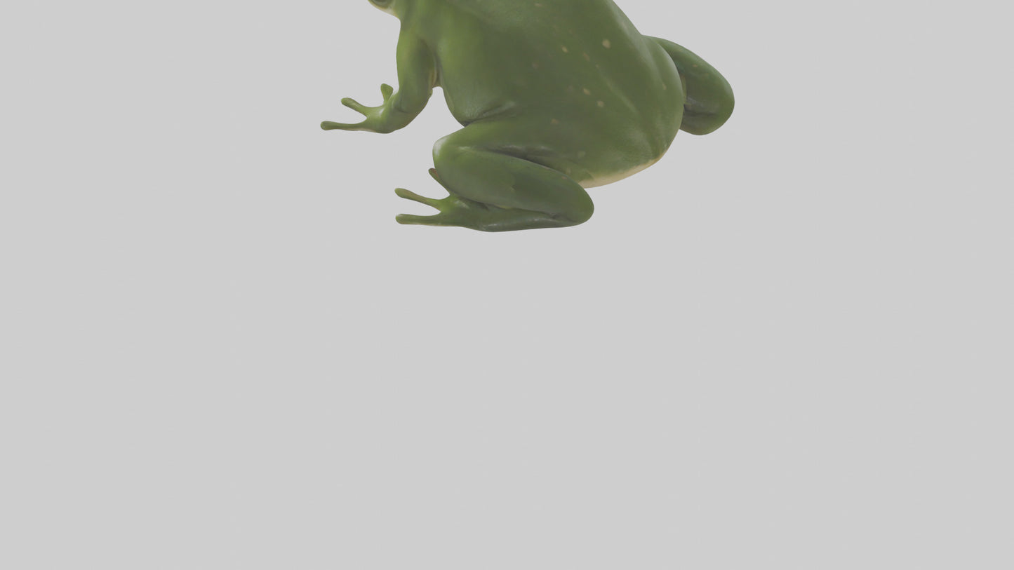 3D model Bullfrog croaking model VR / AR / low-poly